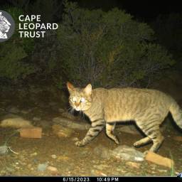 South African wildcat